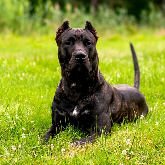 Meet your Posher, B - Picture 1 of 1